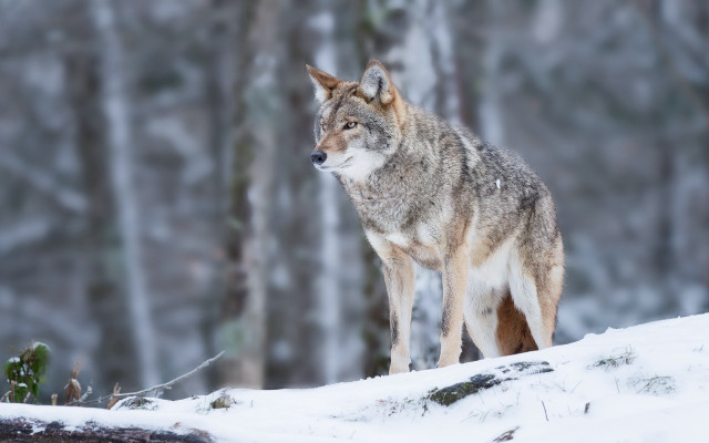 Wolf snowy woods primitivism photography free wallpaper for desktop - medium preview image
