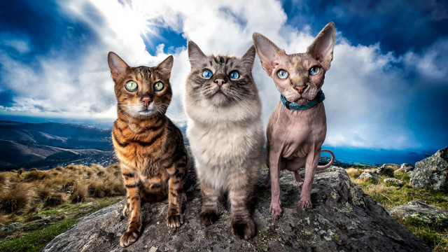 Three cats rock sky mountain free wallpaper for desktop - medium preview image