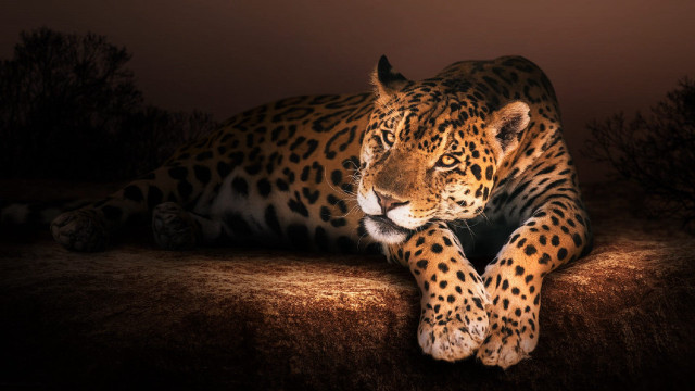 Leopard night animals kabans gloves free wallpaper for desktop - medium preview image
