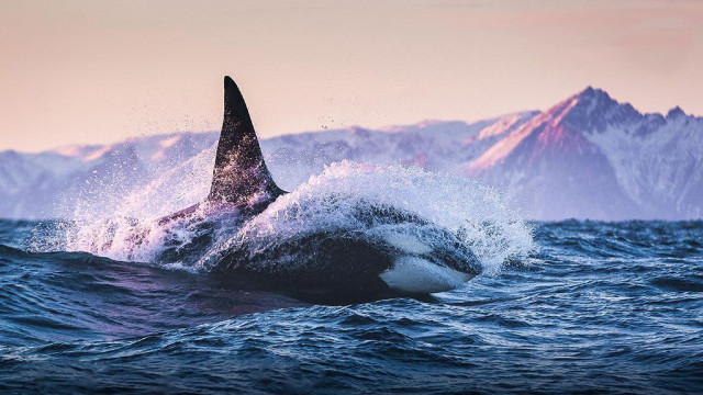 Large shark mountains ocean pink free wallpaper for desktop - medium preview image