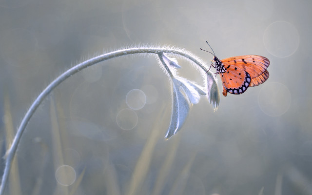 Butterfly white flower blurry background free wallpaper for desktop - medium preview image