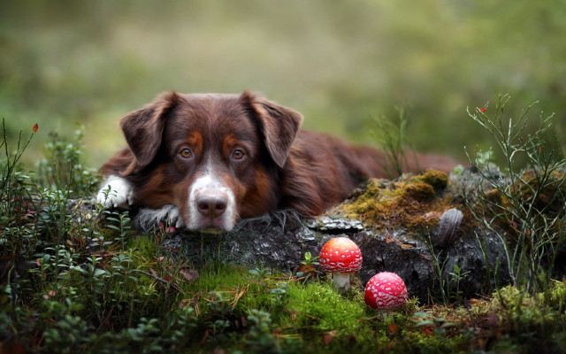 Dog grass mushrooms nature bush free wallpaper for desktop - medium preview image