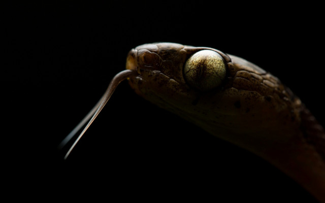 Snake head macro cobra black free wallpaper for desktop - medium preview image