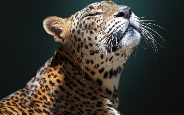 Leopard closeup lookingup eyesclosed blackbackground free wallpaper for desktop - medium preview image