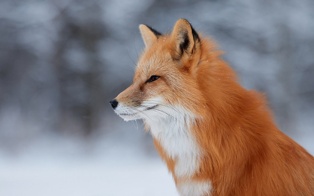 Red fox snowy background furry free wallpaper for desktop - medium preview image