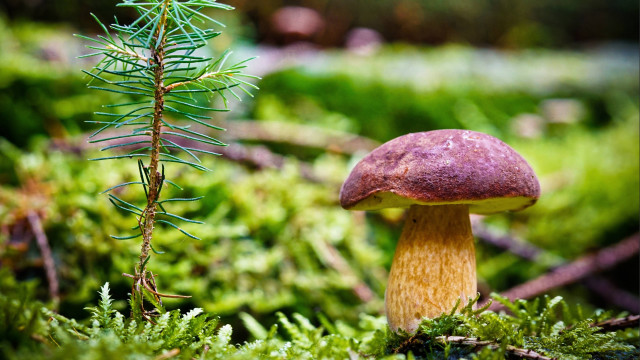 Mushroom forest pinecone macro bokeh free wallpaper for desktop - medium preview image