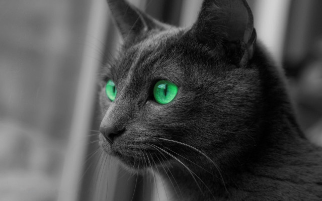 Cat green eyes window curtain free wallpaper for desktop - medium preview image