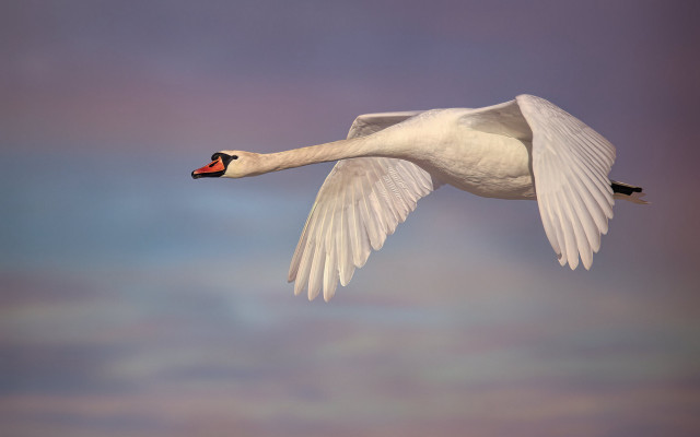 White swan flying cloudy sky free wallpaper for desktop - medium preview image