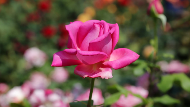 Pink rose garden blurry bokeh free wallpaper for desktop - medium preview image