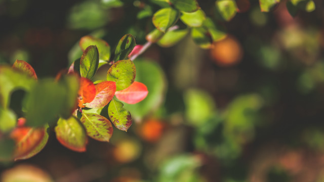 Plant leaves flowers blurry background free wallpaper for desktop - medium preview image