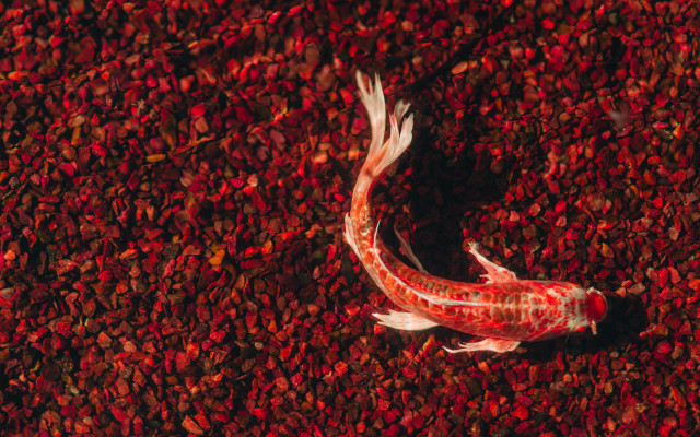 Fish water pebbles blackwhite autumn free wallpaper for desktop - medium preview image