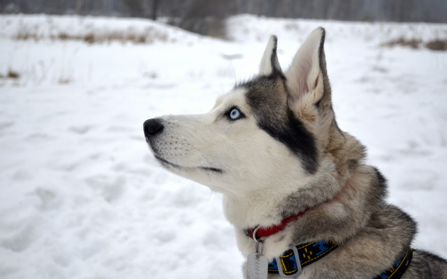 Husky snow dog collar forest free wallpaper for desktop - medium preview image