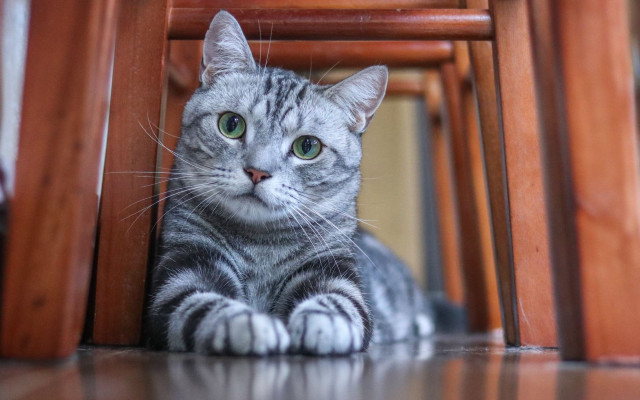 Sad cat under chair green #2 free wallpaper for desktop - medium preview image