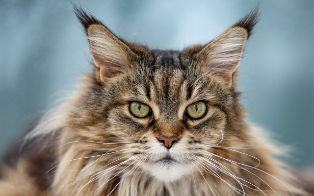 Long haired cat serious eye free wallpaper for desktop - medium preview image