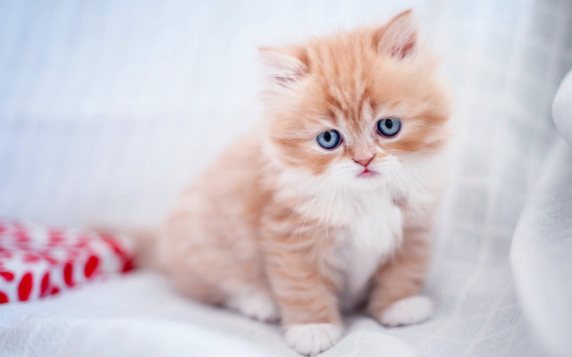 Small kitten blue eyes white #4 free wallpaper for desktop - medium preview image