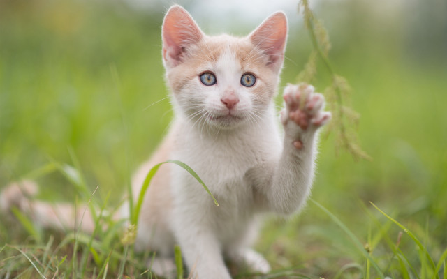 Kitten waving grass blurry background free wallpaper for desktop - medium preview image