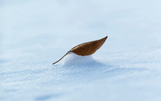 Leaf snow macro minimalist beach free wallpaper for desktop - medium preview image