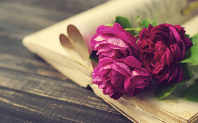 Book flowers spoon roses beach free wallpaper for desktop - medium preview image