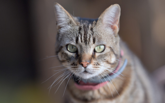 Serious cat collar looking at free wallpaper for desktop - medium preview image