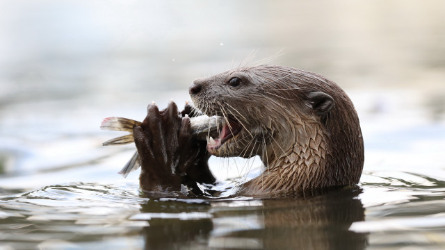 Otter biting fish water sharp free wallpaper for desktop - medium preview image