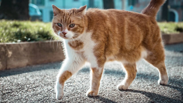 Cat street flower planter neoism free wallpaper for desktop - medium preview image