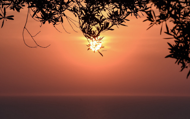 Sunset tree branches ocean autumn free wallpaper for desktop - medium preview image