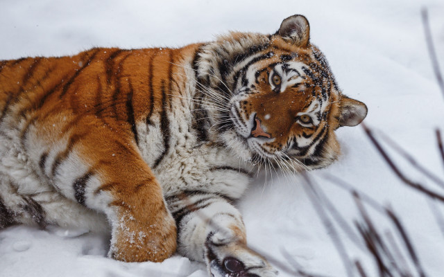 Tiger snowy paw blurry background free wallpaper for desktop - medium preview image