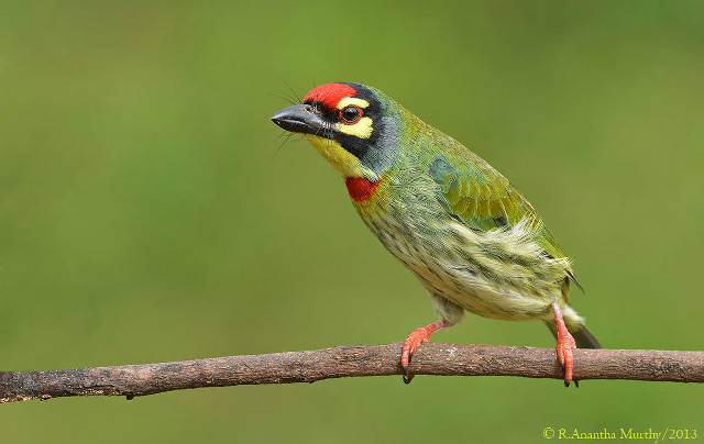 Colorful bird perched branch green #3 free wallpaper for desktop - medium preview image