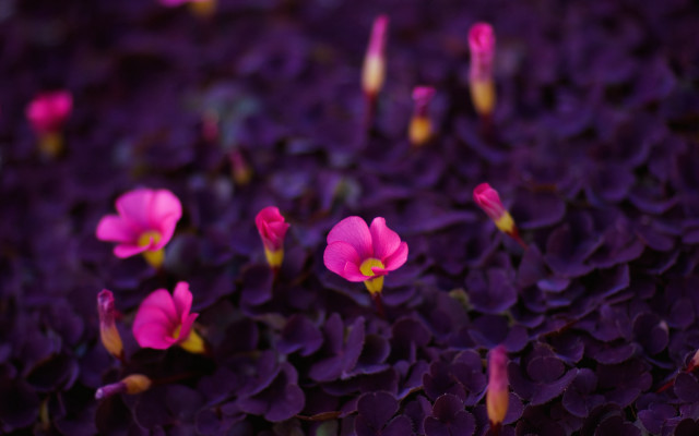 Purple flower field macro blurry #6 free wallpaper for desktop - medium preview image