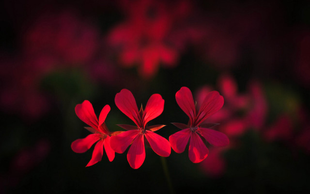 Red flowers blurry background macro free wallpaper for desktop - medium preview image