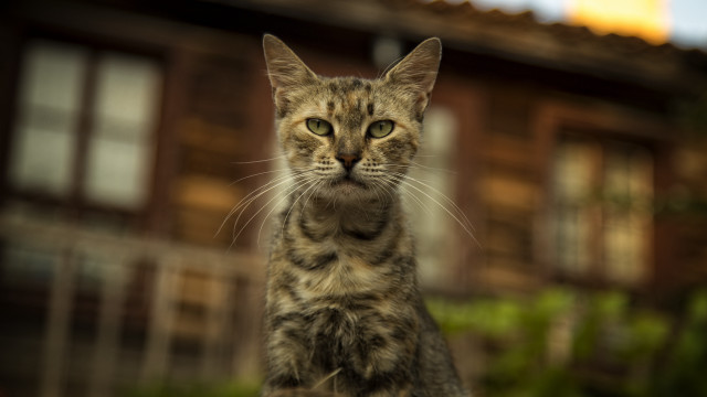 Cat house bush photorealistic blurry free wallpaper for desktop - medium preview image