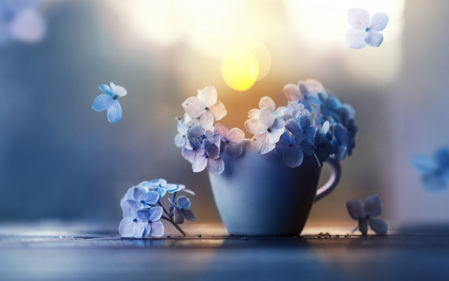Blue vase flowers butterfly table free wallpaper for desktop - medium preview image