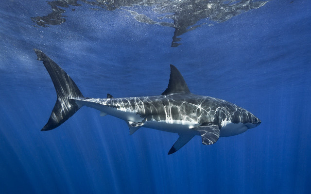 Great white shark camera mounting free wallpaper for desktop - medium preview image