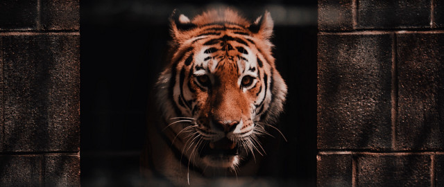 Tiger caged fence brick night free wallpaper for desktop - medium preview image