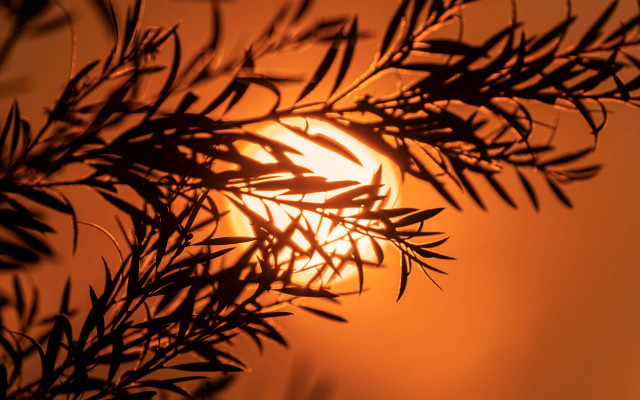 Sun bamboo autumn leaves blurry free wallpaper for desktop - medium preview image