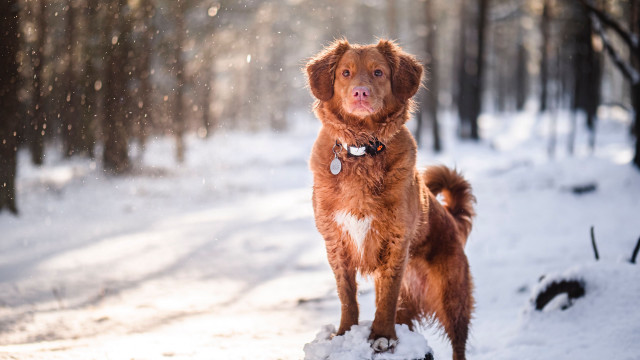 Dog snow wooded area aurora free wallpaper for desktop - medium preview image