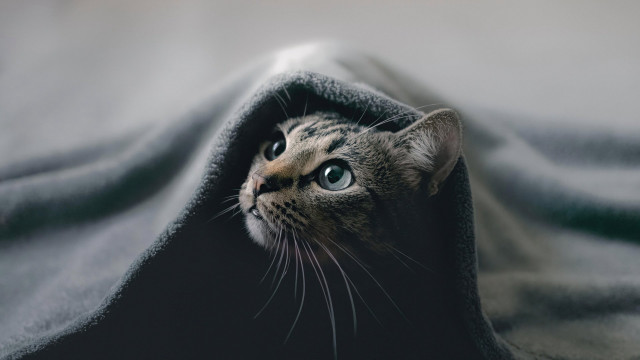 Cat peeking under blanket outdoor free wallpaper for desktop - medium preview image