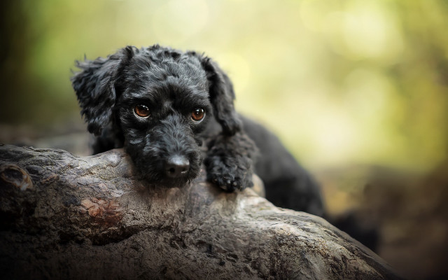 Black dog sitting tree branch free wallpaper for desktop - medium preview image