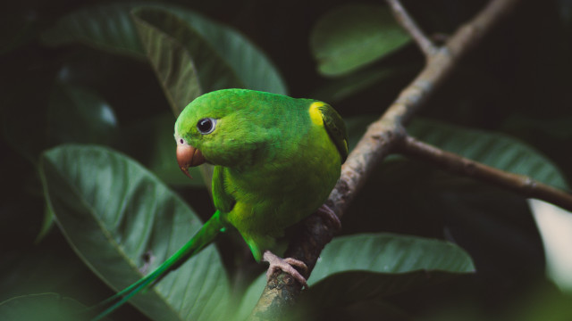 Green bird perched branch leaves free wallpaper for desktop - medium preview image