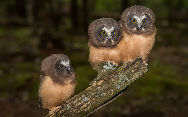 Owls branch forest photorealistic bokeh free wallpaper for desktop - medium preview image