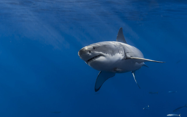 Shark fish ocean white shark free wallpaper for desktop - medium preview image