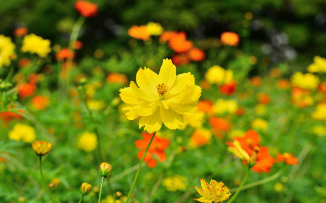 Yellow orange flower field blurry free wallpaper for desktop - medium preview image