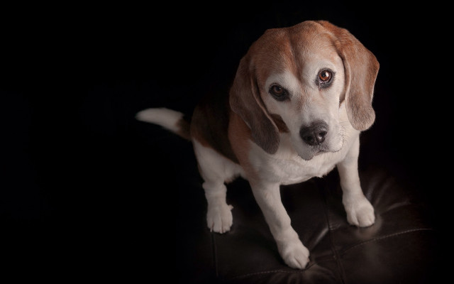 Dog sad black leather chair free wallpaper for desktop - medium preview image