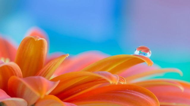 Flower water droplets blue background #2 free wallpaper for desktop - medium preview image