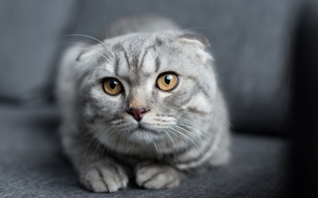 Sad cat couch photorealistic blurry free wallpaper for desktop - medium preview image