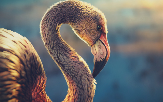 Bird long neck long bill free wallpaper for desktop - medium preview image