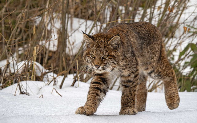 Cat snow bushes trees nature free wallpaper for desktop - medium preview image