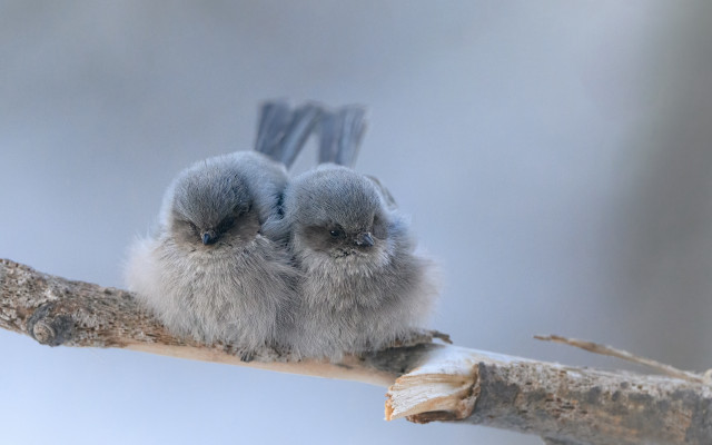 Birds branch snow microscopic realistic free wallpaper for desktop - medium preview image