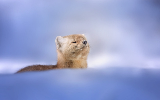 Small animal blue surface sky free wallpaper for desktop - medium preview image