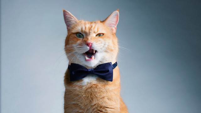Orange cat surprised bowtie shiba free wallpaper for desktop - medium preview image
